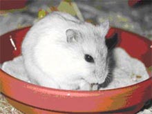 Perlmuttfarbene Dsungarin