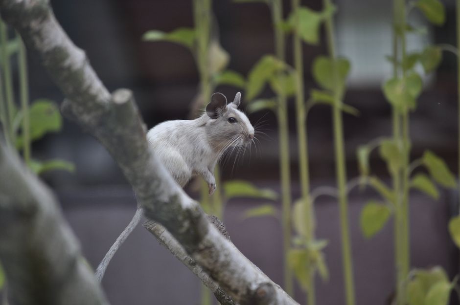 Degu Cam (CAM1)