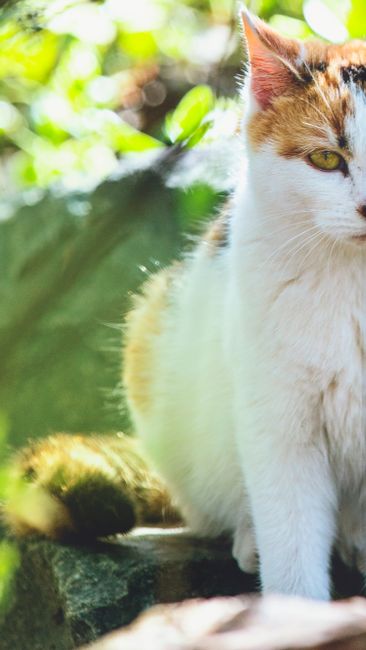 Informationen f�r den Katzenfreunde