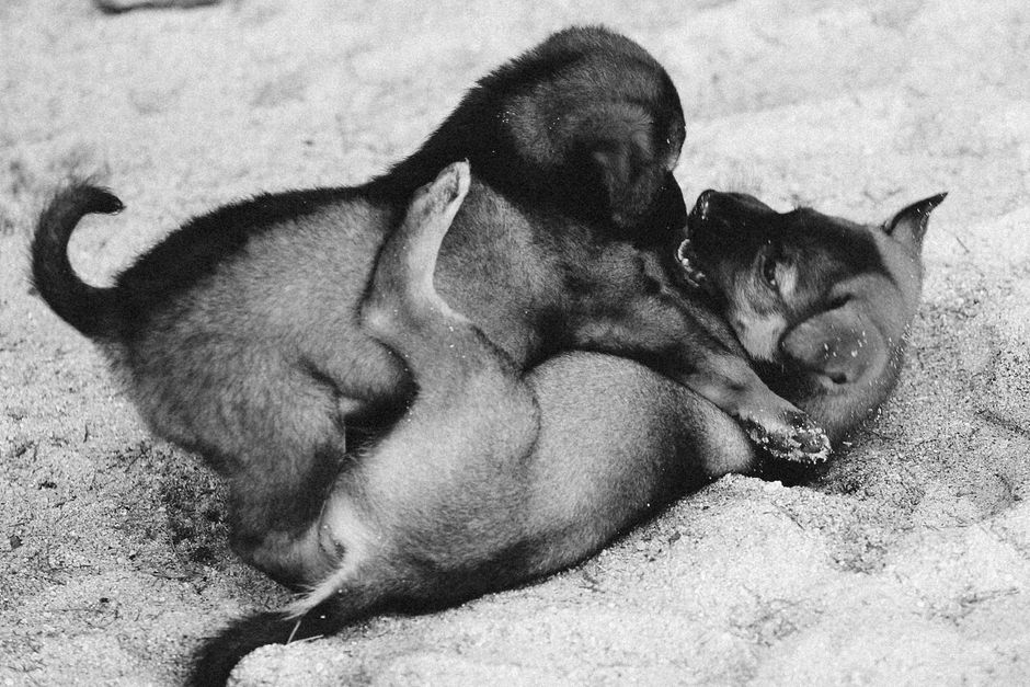 Pr�riehundbande beim Kuscheln