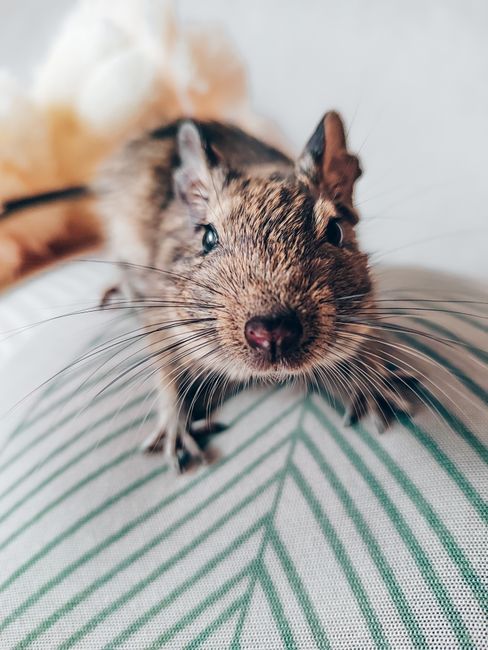 degu gross