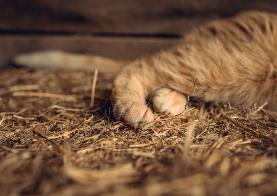 Welches Bio Katzenstreu kaufen?