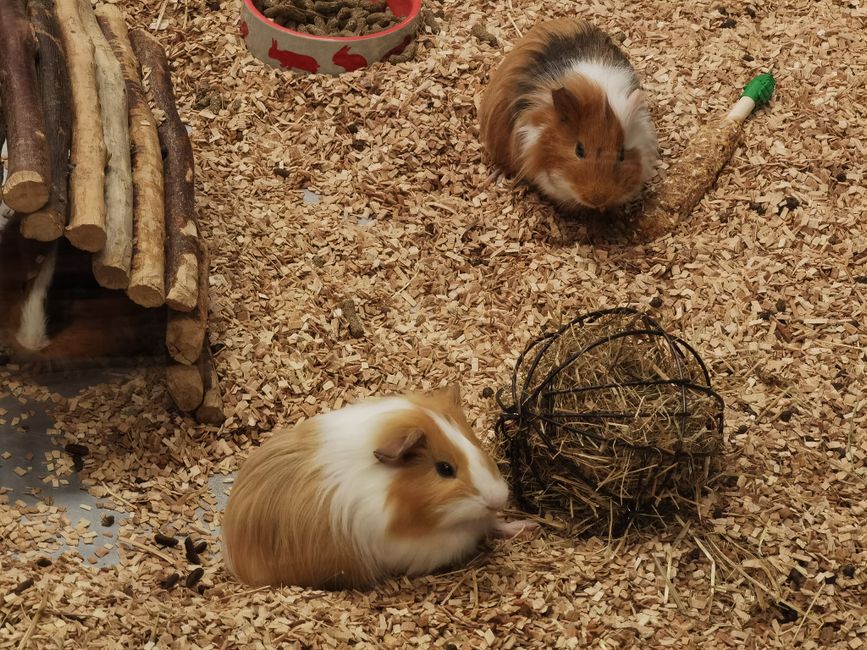 Meerschweinchen Außengehege gesucht?