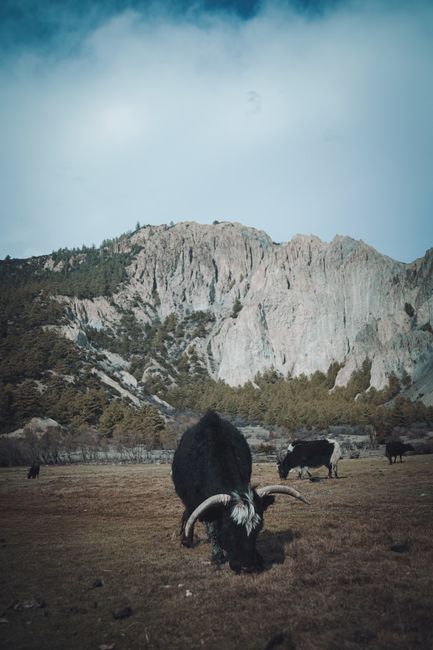 Yak / W�chter