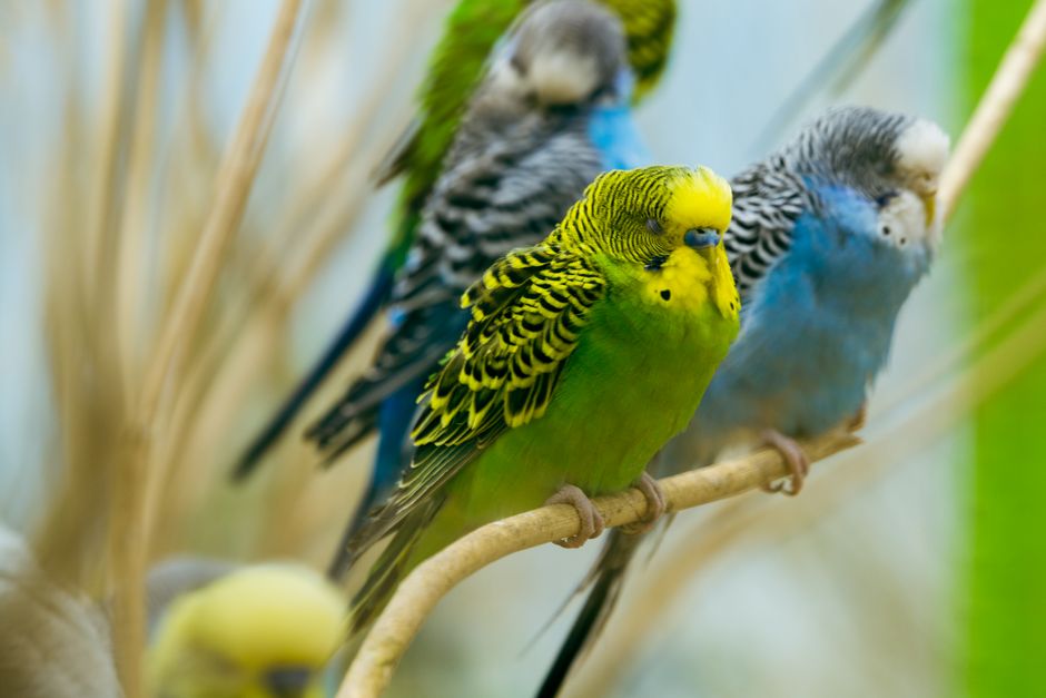 budgerigars