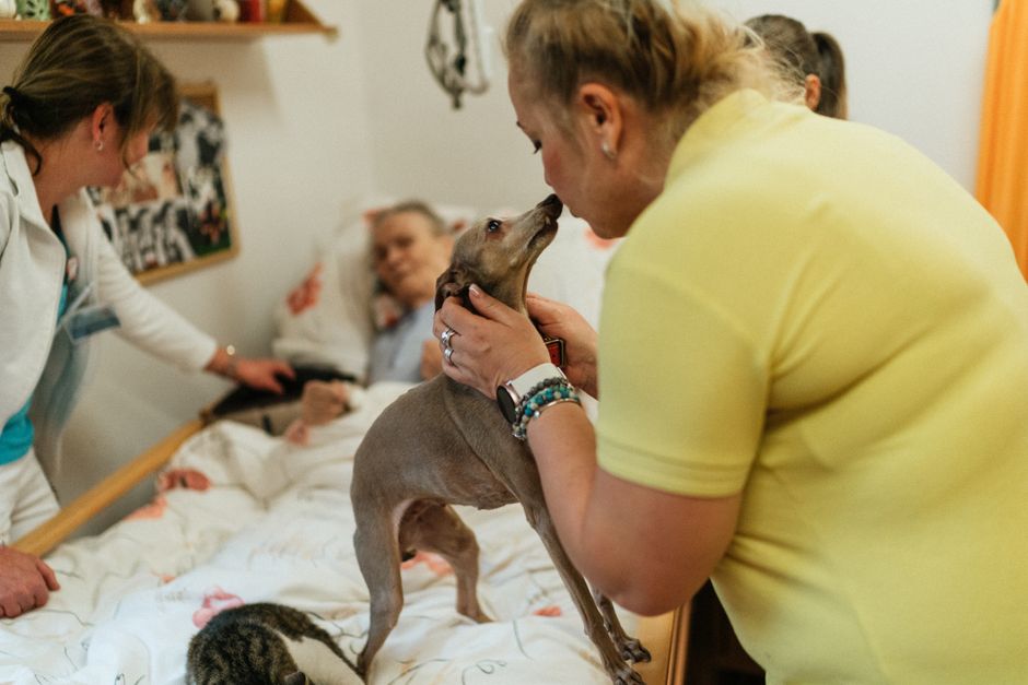 Tiervermittlung und Tiersitterb�rse