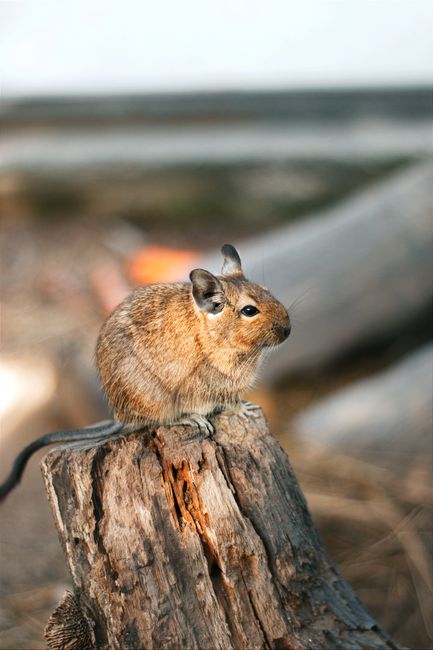 degu gross
