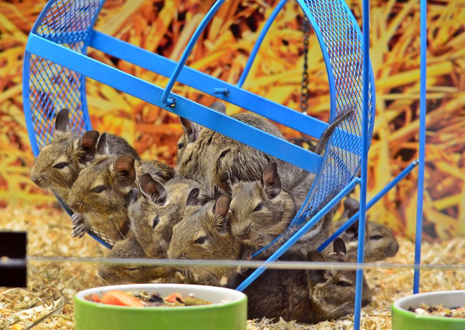 degu gross