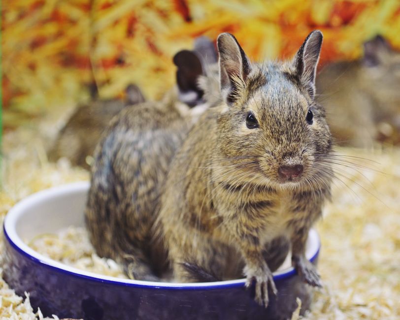 degus gross