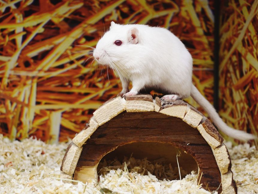 nagetiere online