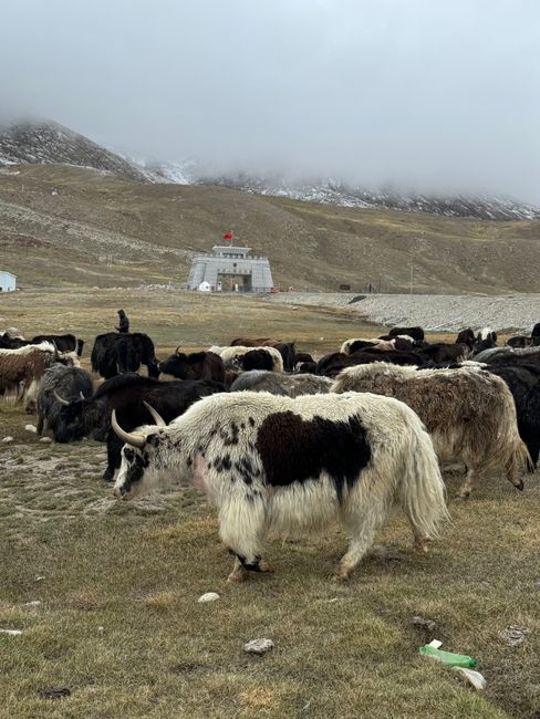 Yak / W�chter