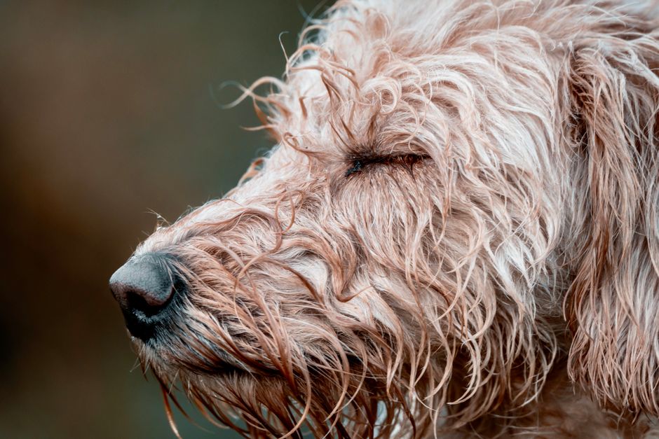 wet dog