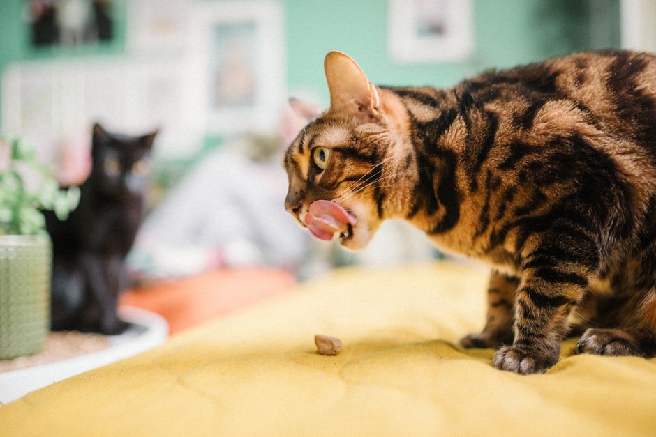 katze leckerlie
