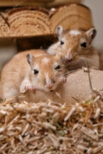 nagetiere online