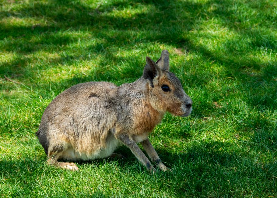 Kaninchen und Meerschweinchen (CAM2)