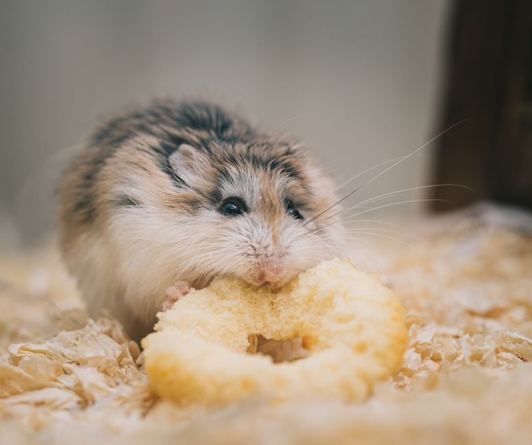 Heimtiere online