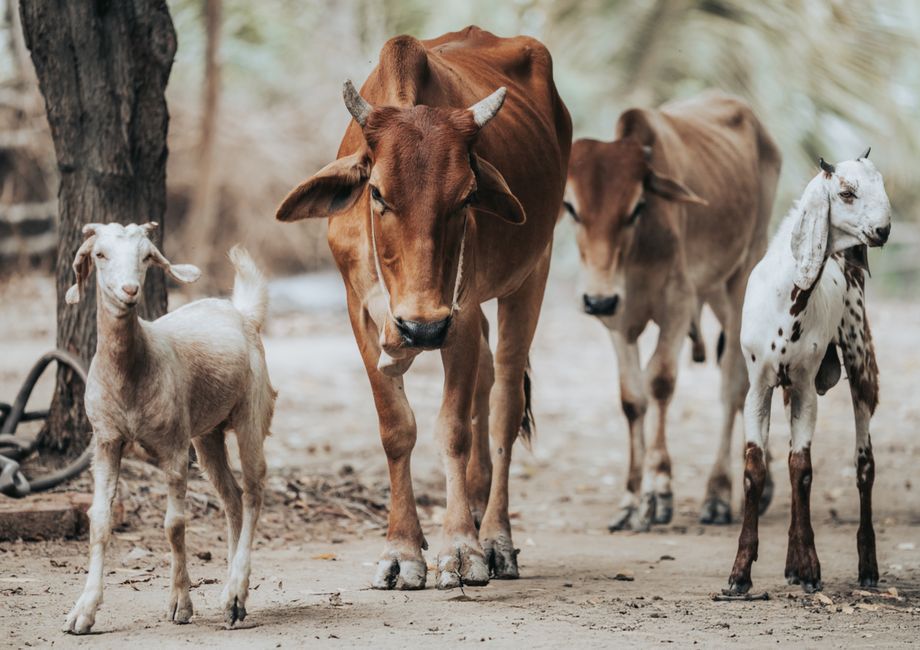 animal welfare