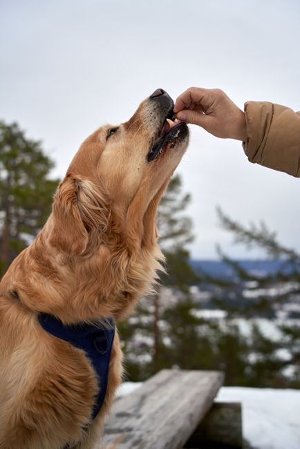 Pr�riehund mit Futter