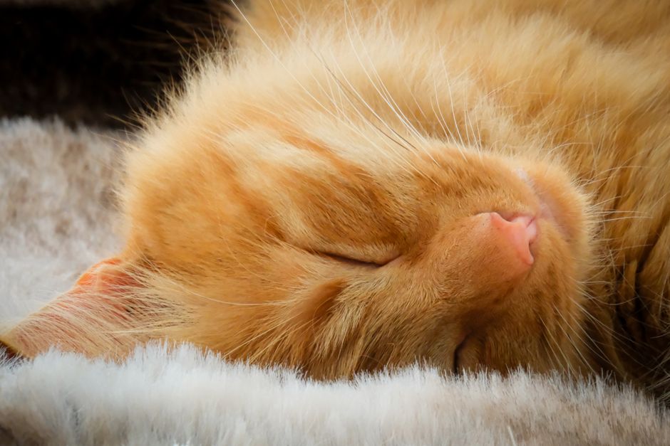 fur care