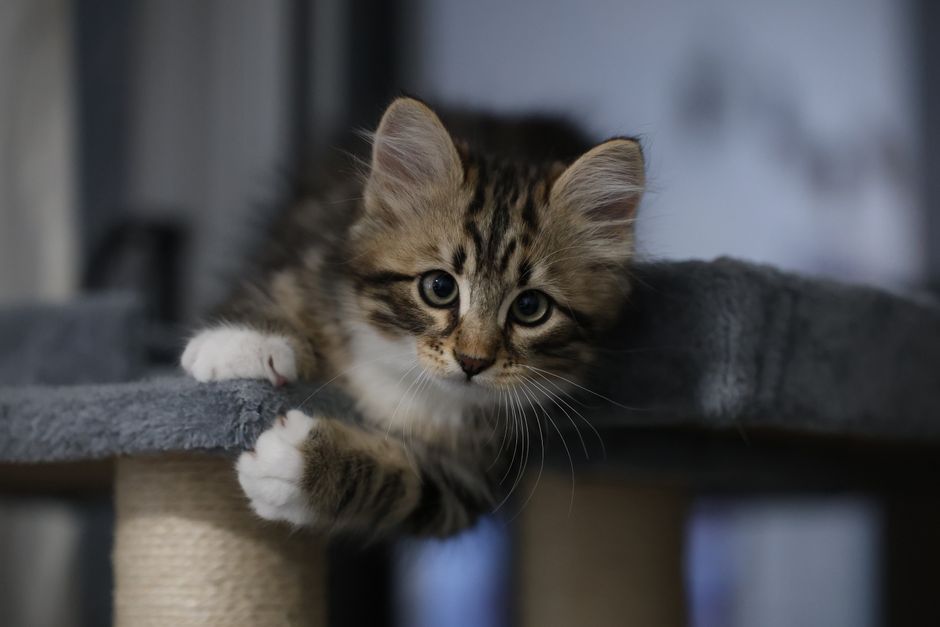 Heimtiere online