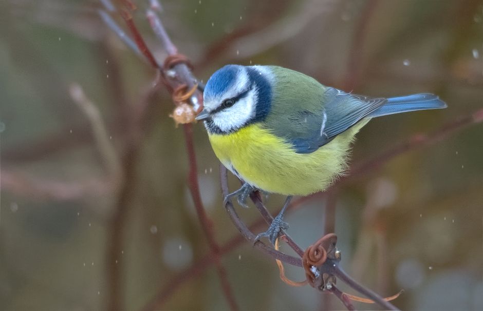 Vogelfutterspender – Damit dein Vogel sich wohl fühlt