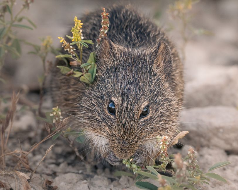 degu gross
