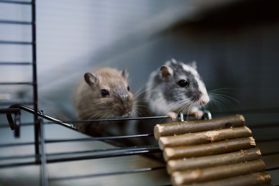Heimtiere online