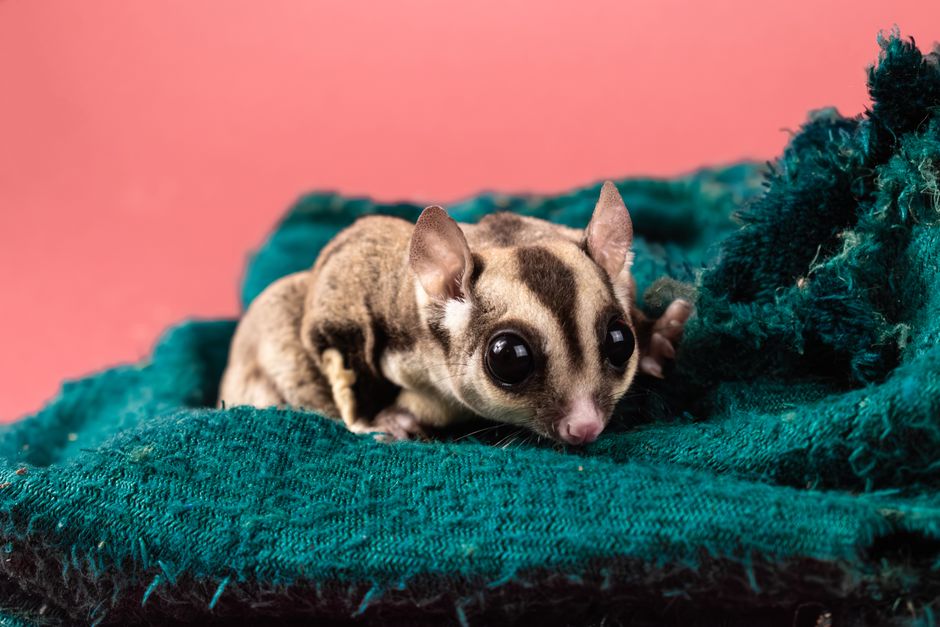 Sugar Glider
