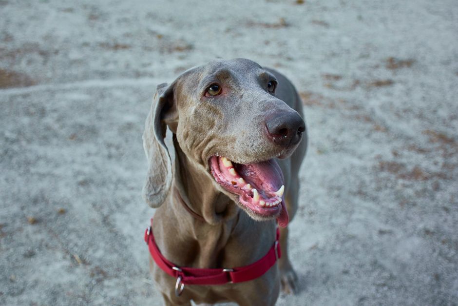 weimaraner