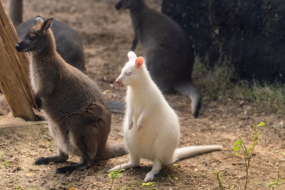 wallaby