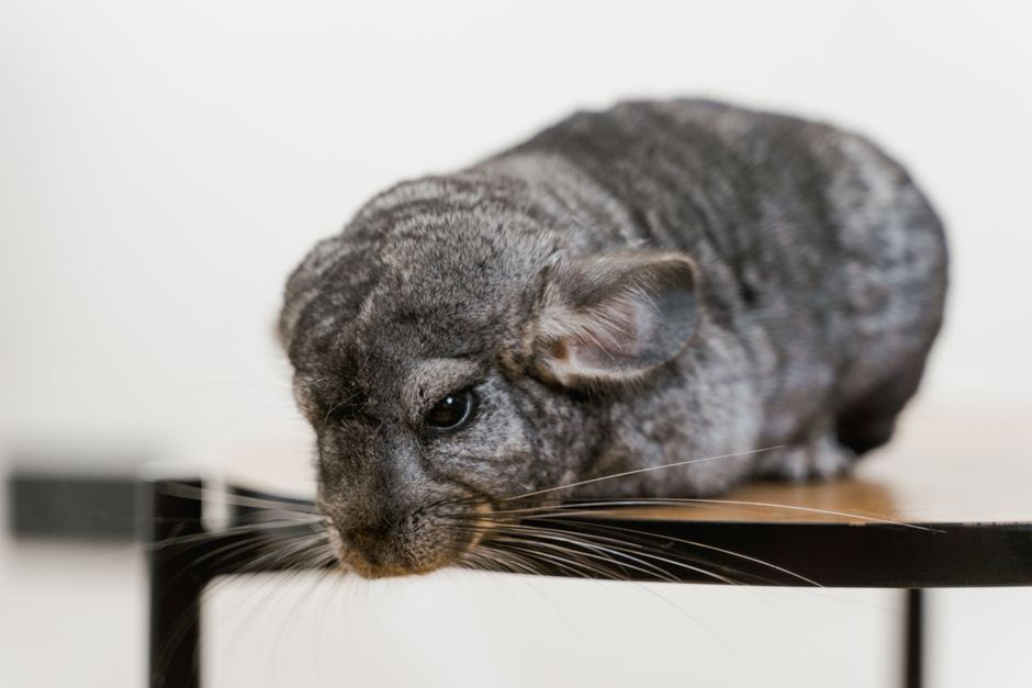 Chinchillas